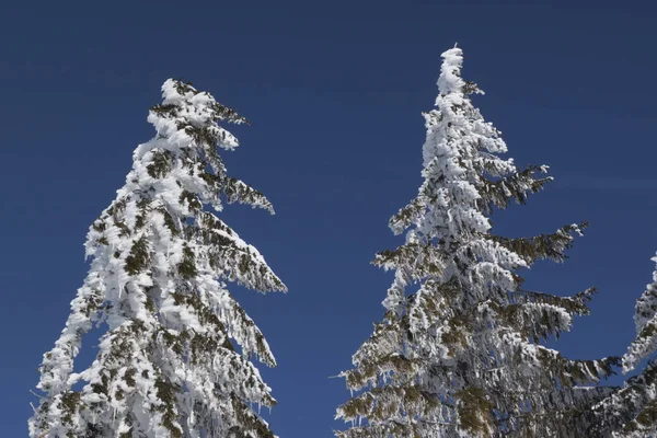 겨울에는 전나무 — 스톡 사진