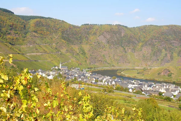 Weinberge Bewirtschaften Rebstöcke — Stockfoto