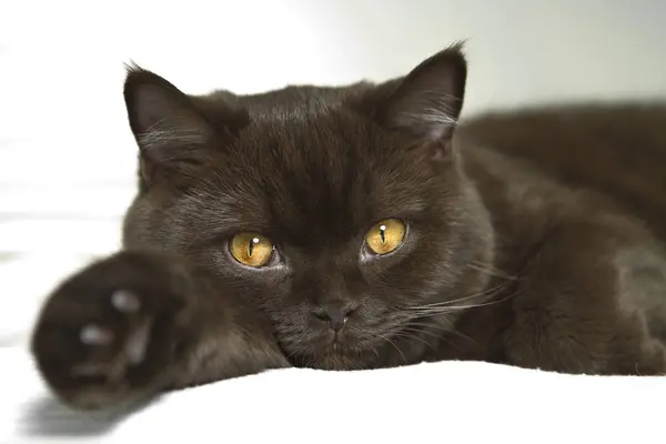 Retrato Lindo Gato —  Fotos de Stock