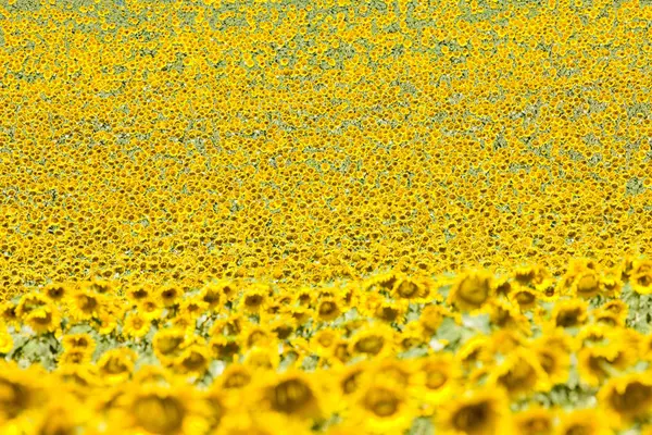 Girasoli Petali Gialli Pianta Campo — Foto Stock