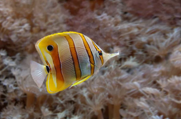 Vista Panorámica Los Peces Mariposa Bajo Agua — Foto de Stock