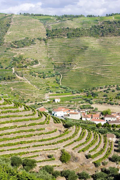Vineyars Douro Valley Portekiz — Stok fotoğraf