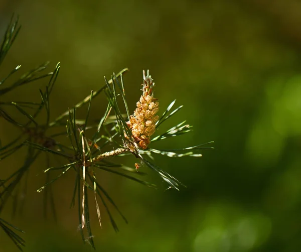 Yeşil Arkaplana Karşı Çam Ağacı Çiçeği — Stok fotoğraf