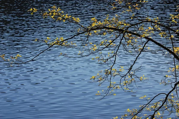 Arbre Près Lac — Photo