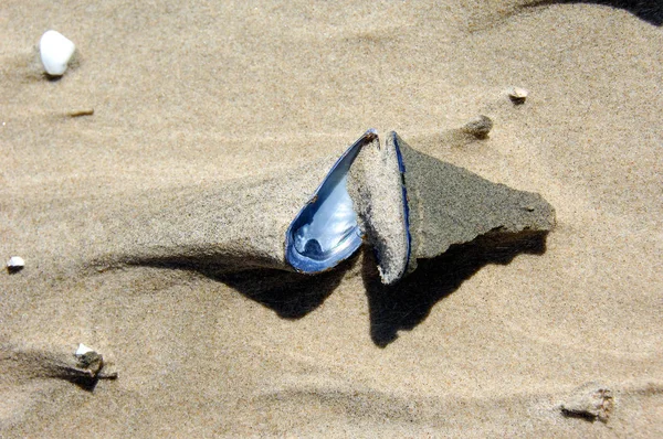 Shell Shaped Sand Nseen Denmark — Stock Photo, Image