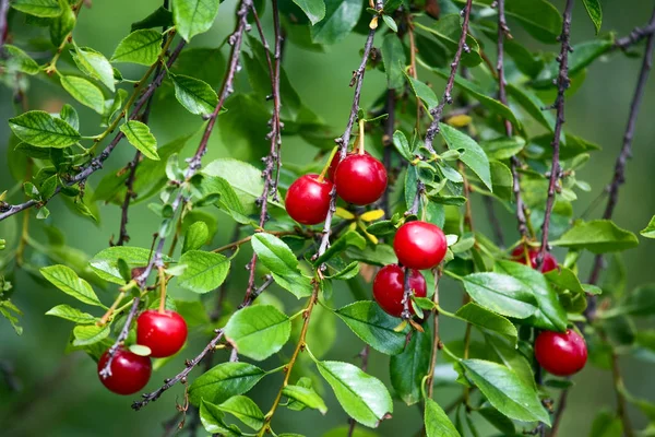 Mogna Körsbär Vid Trädet — Stockfoto