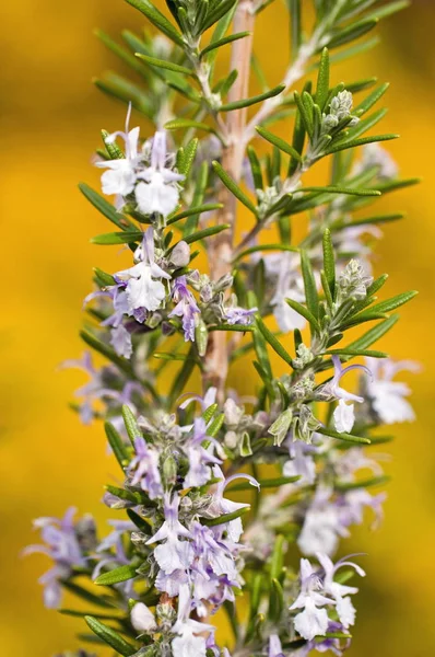 Belas Flores Florescendo Fundo Natureza — Fotografia de Stock