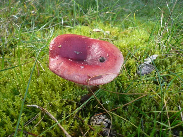 Rostoucí Houby Lese Přírodní Zázemí — Stock fotografie