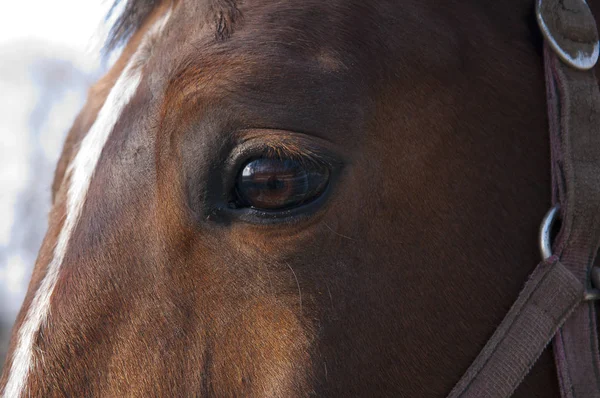 Ojo Caballo Marrón Castaño Con Resplandor Blanco Una Brida Paisaje — Foto de Stock