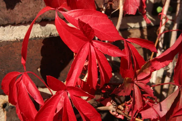 Tendrilos Vinho Parthenocissus Quinquefolia Com Folhas Coloridas Outono — Fotografia de Stock