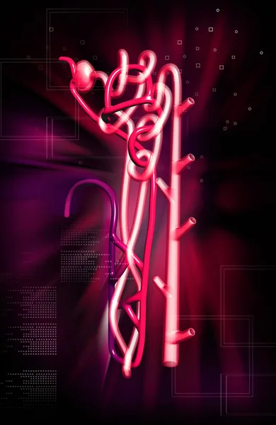 Digital Illustration Nephron Colour Background — Stockfoto