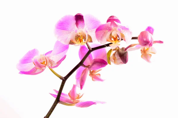 Rózsaszín Orchidea Virágszirmok — Stock Fotó