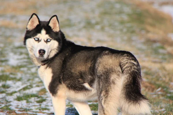 Porträtt Söt Hund — Stockfoto