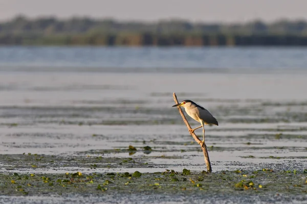 Fekete Koronás Éjszakai Gém Nycticorax Nycticorax Tavon Duna Delta Románia — Stock Fotó