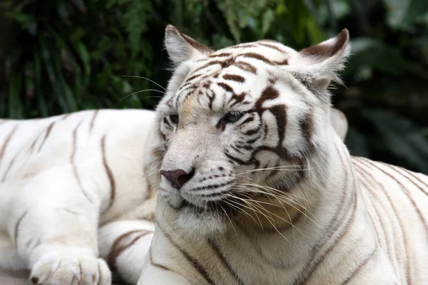 Tigre Blanc Dans Zoo Singapore — Photo