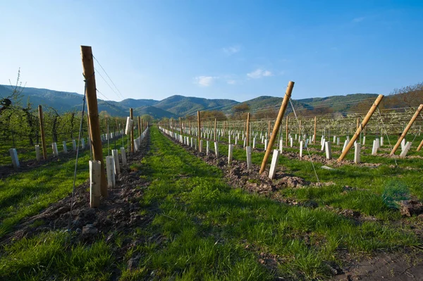 Young Vineyard Wachau — Stock Photo, Image