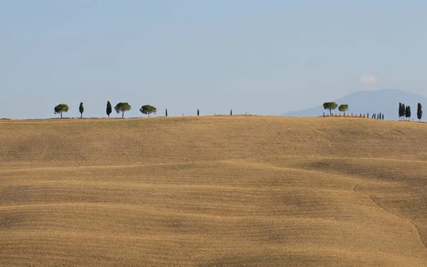 Algunos Árboles Solitarios Una Colina Barro Creta Senesi Toscana Italia — Foto de Stock