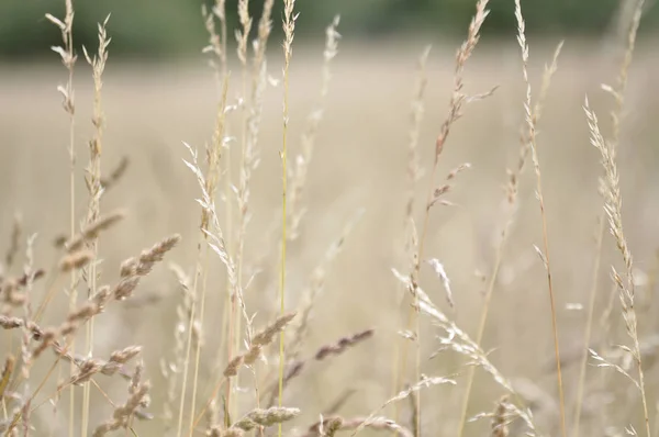 Άποψη Του Cornfield Έννοια Της Γεωργίας — Φωτογραφία Αρχείου