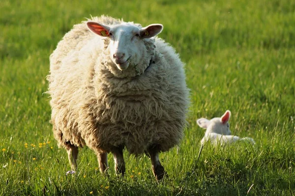 Προβατοειδή Και Προβατοειδή — Φωτογραφία Αρχείου