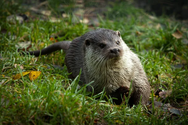 Nutria Animal Nature Myocastor Coypus — Stock Photo, Image