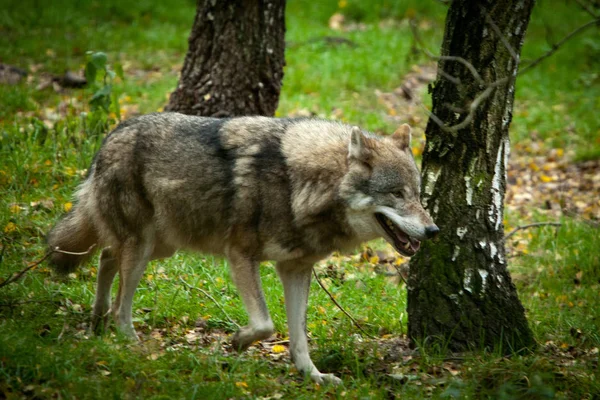 Schilderachtig Uitzicht Wilde Wolf Natuur — Stockfoto