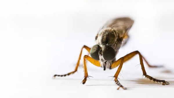 Vista Cerca Los Insectos Naturaleza — Foto de Stock