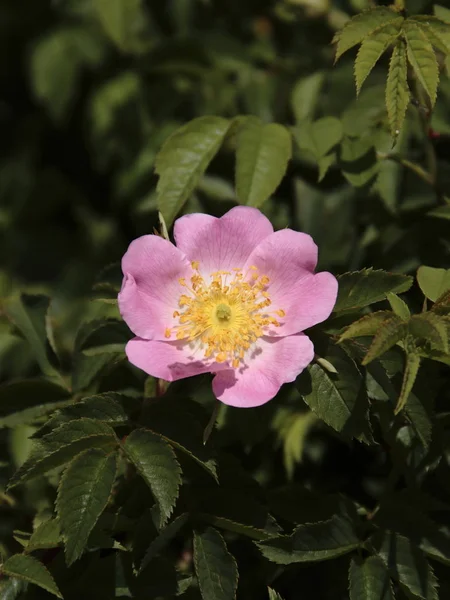 Piękne Botaniczne Ujęcie Naturalna Tapeta — Zdjęcie stockowe