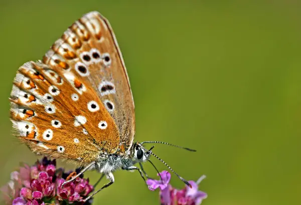 Gros Plan Merle Bleu Sur Fond Flou — Photo