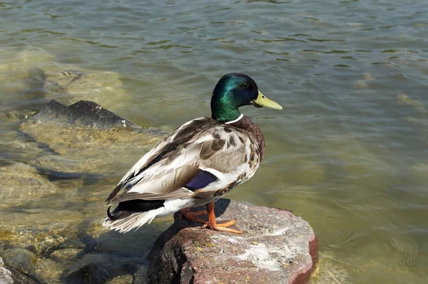 Ente Entspannt Sich Auf Stein — Stockfoto