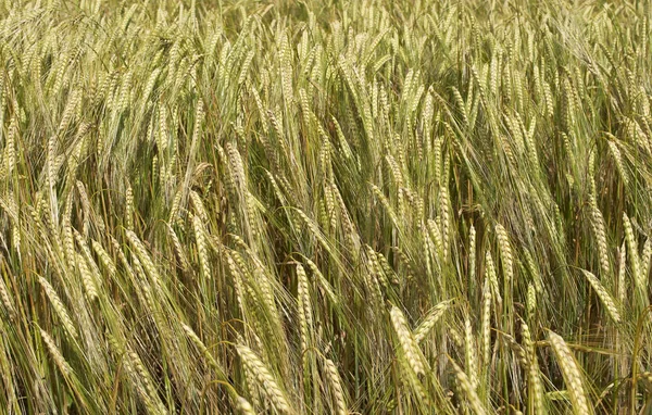 Campo Trigo Cultivo Cereales Paisaje Agrícola Rural — Foto de Stock