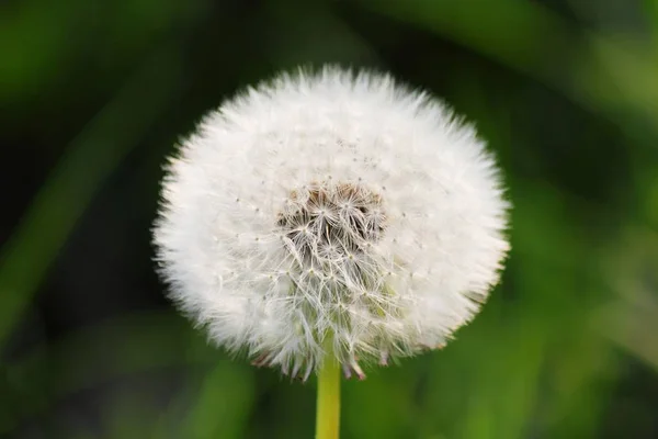 Doğal Karahindiba Çiçeğinin Güzel Manzarası — Stok fotoğraf