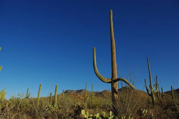 Felice Saguaro Con Gli Amici Parco Nazionale Del Saguaro Arizona — Foto Stock