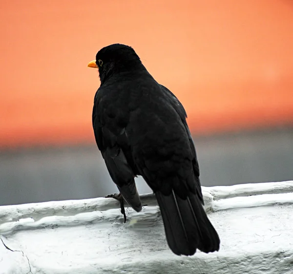 Sångfågel Ornitologi Och Fauna — Stockfoto