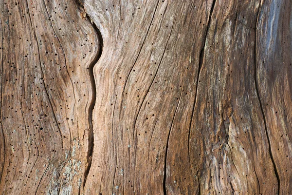 Firewood Log Tree Trunk — Stock Photo, Image