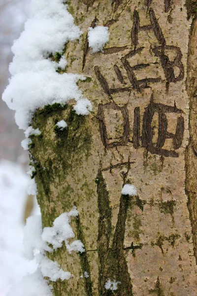 盖着雪的树的近处 — 图库照片