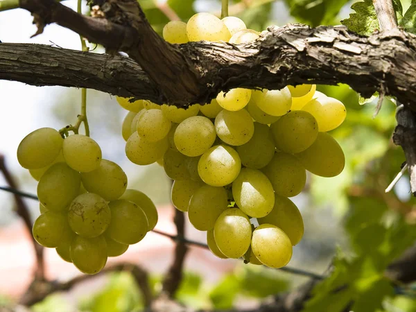 Şarap Bağındaki Üzümler — Stok fotoğraf