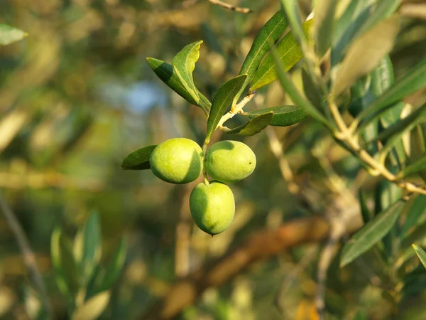 Groene Olijven Tak — Stockfoto