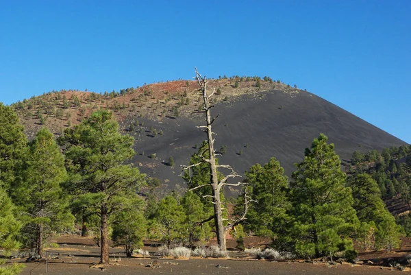 Trockener Baum Wald Lavaberg Und Blauer Himmel Sonnenuntergang Krater Vulkan — Stockfoto