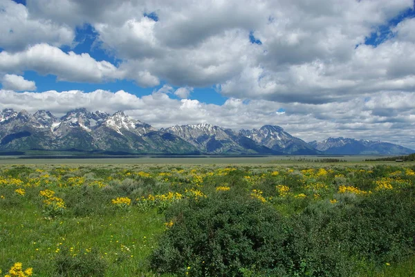 Bloemen Weiden Grand Teton Bergketen Wyoming — Stockfoto