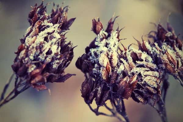 Imagem Mostra Uma Planta Coberta Neve — Fotografia de Stock