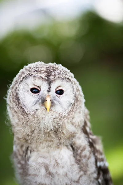 Close Van Een Baby Bosuil Strix Aluco — Stockfoto