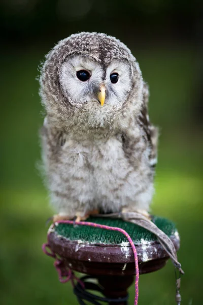 Close Baby Tawny Owl Strix Aluco — Stock Photo, Image