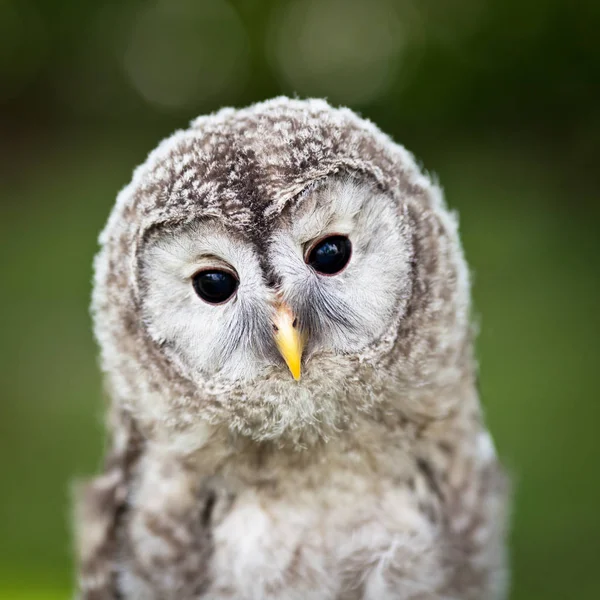 Close Bebê Tawny Coruja Strix Aluco — Fotografia de Stock