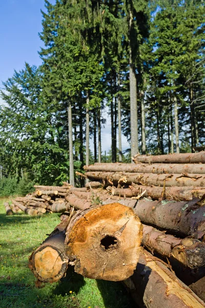 Erdők Zöld Erdőben — Stock Fotó