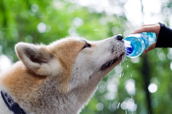 Hiking Dog Mountains Drinking Water — Stock Photo, Image