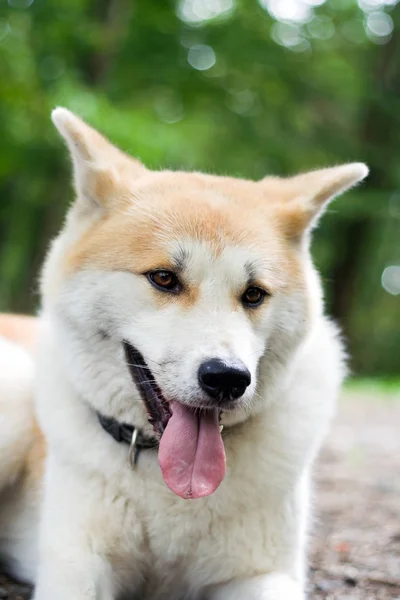 山の中で犬とハイキング — ストック写真