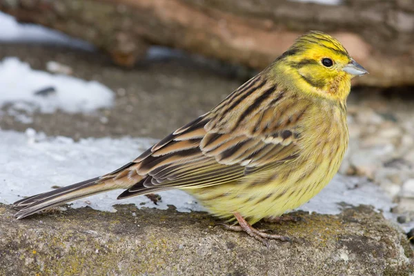 Pássaro Cantando Yellowhammer Fauna Natureza Emberiza Citrinella — Fotografia de Stock