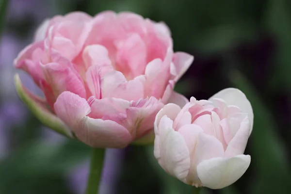 チューリップの花 植物が咲く — ストック写真