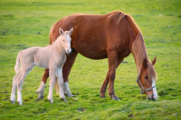 Caballo Bebé Adorable Con Madre Comiendo Hierba Verde —  Fotos de Stock