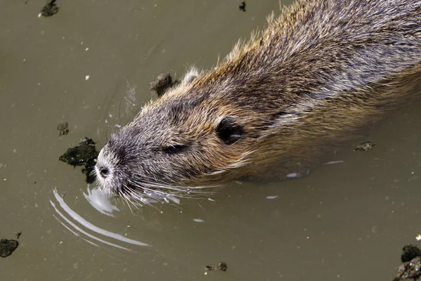 Nutrie Zvíře Přírodě Myocastor Coypus — Stock fotografie